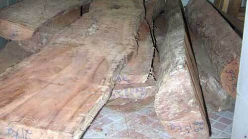 Vớt được cây sưa giá 20 tỷ khi đi câu cá