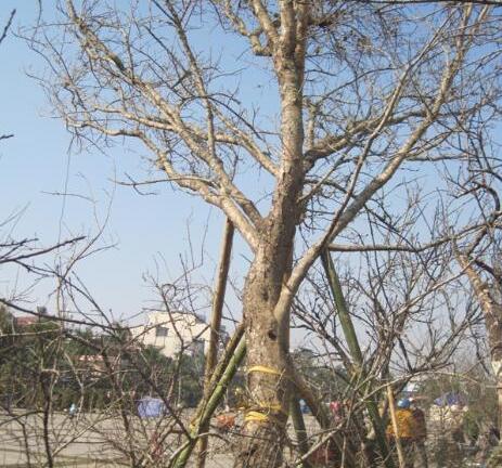 Dân đổ xô chiêm ngưỡng cây đào cổ thụ giá 100 triệu