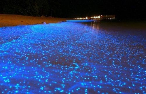“Lung linh” cùng bãi biển phát sáng kỳ ảo ở Maldives