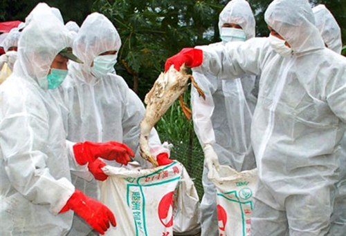“Đại dịch” cúm gia cầm H1N1 ở Mexico?