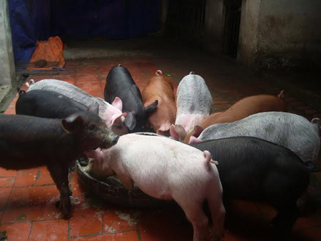 Đàn heo ngũ sắc lớn nhanh như thổi