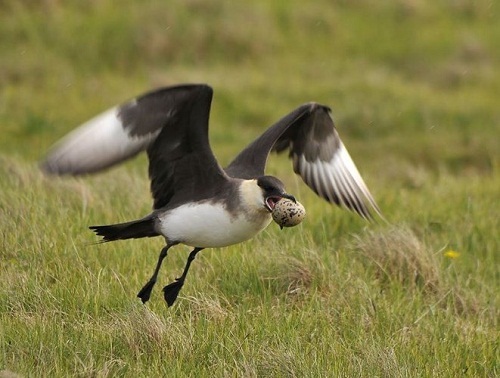 Điểm mặt các loài quỷ quyệt nhất thế giới động vật
