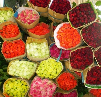 Thương lái Trung Quốc vào Đà Lạt thu gom hoa cho lễ Tình nhân