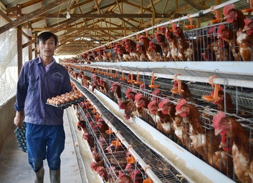 Lâm Đồng kiểm soát tốt dịch cúm gia cầm