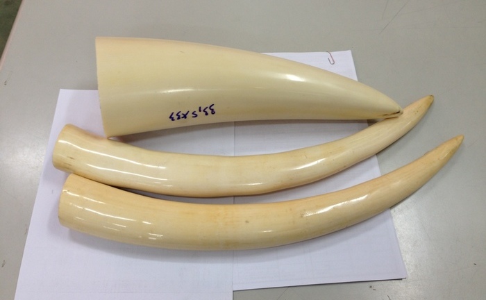 Bắt giữ 3 chiếc ngà voi Châu Phi chuyển phát nhanh về Việt Nam