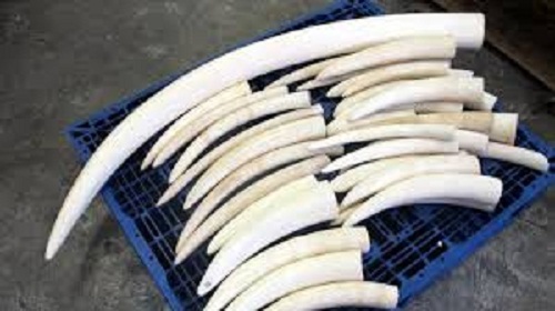 Phát hiện 3 ngà voi trị giá 2 tỷ, lẫn trong kiện hàng quần áo