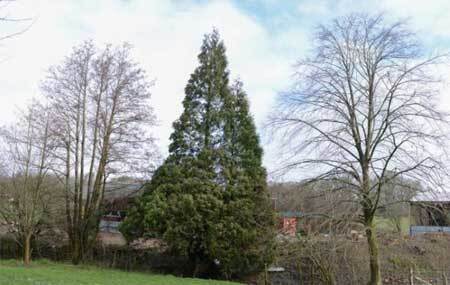 Bí ẩn cây linh sam tự hồi sinh từ cõi chết