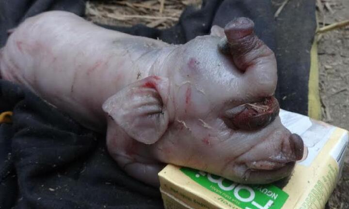 Rủ nhau đi xem lợn đẻ ra