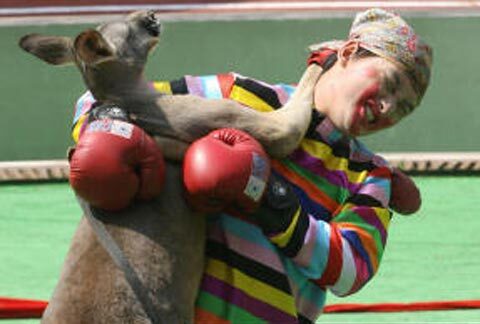 Video hot: Chú Kangaroo hạ gục nam võ sỹ