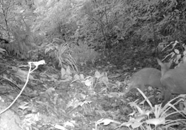 Loài mang nghi tuyệt chủng bất ngờ xuất hiện ở Thanh Hóa