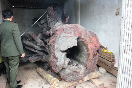 Người phát hiện gốc sưa