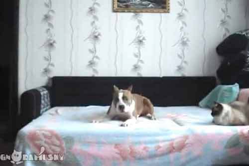 Clip hài: Chủ vắng nhà, chó cưng leo lên giường nhảy nhót