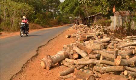 Đắk Nông: Ồ ạt chặt bỏ cao su vì...tin đồn thất thiệt