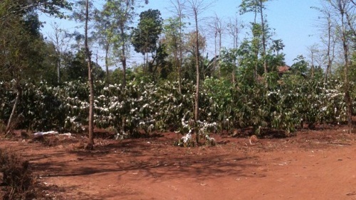 Cô gái ngây thơ bị người tình “dâng” cho lũ “yêu râu xanh”