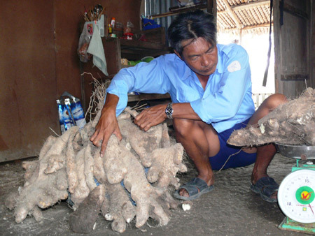 Củ khoai từ