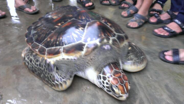 Ngư dân Huế lại thả rùa quý về với Đại dương