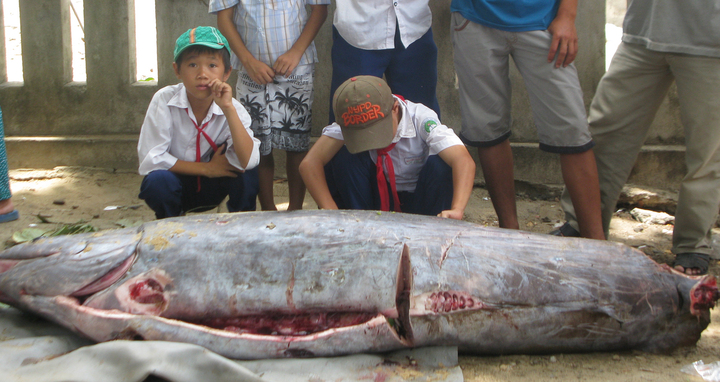 Ngư dân Phú Yên bắt được con cá lạ nặng hơn 200kg
