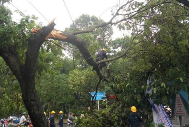 Sài Gòn mưa đầu mùa, cây xanh đổ rạp, giao thông tắc nghẽn
