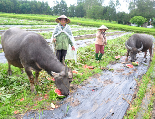 Chùm ảnh: Nông dân Quảng Ngãi đổ dưa hấu cho trâu, bò ăn