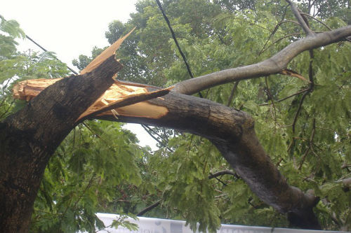 Sài Gòn: Mưa đầu mùa, nhiều cây xanh bị gãy