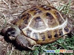 Giả danh kiểm lâm cướp số động vật hoang dã giá 500 triệu