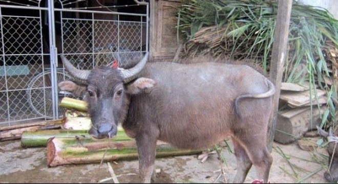Bi hài vụ án hy hữu 