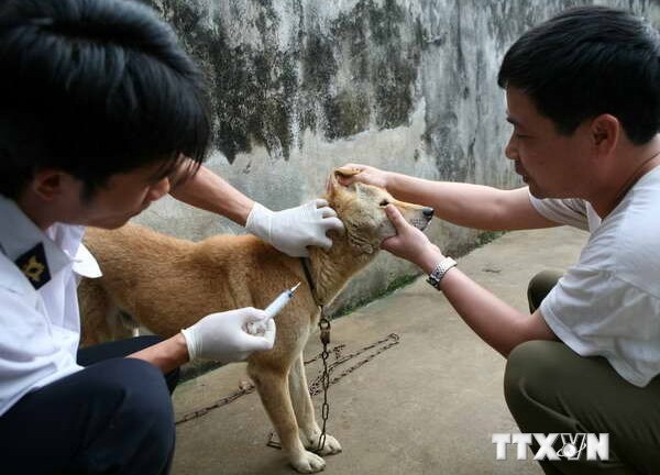 Hà Nội: 2 trường hợp tử vong do bị chó dại cắn