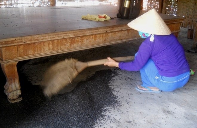 Người dân mất ngủ vì hàng triệu con bọ đậu đen bay vào nhà 