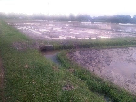 Đi chăn bò ngoài đồng, sét đánh 4 người thương vong