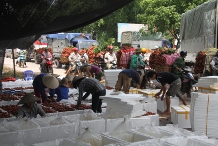 Kiếm bộn tiền nhờ “ăn theo” mùa vải