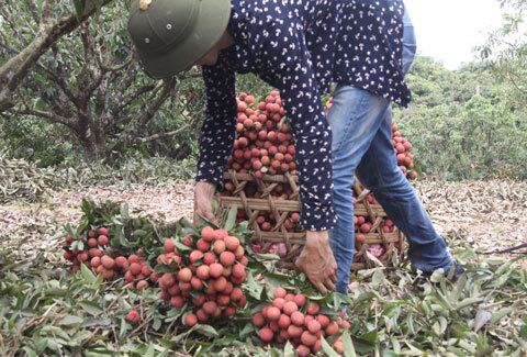 Ăn chực nằm chờ trên đất vải