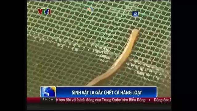 Clip: Xuất hiện sinh vật lạ hủy diệt cá hàng loạt tại Kiên Giang