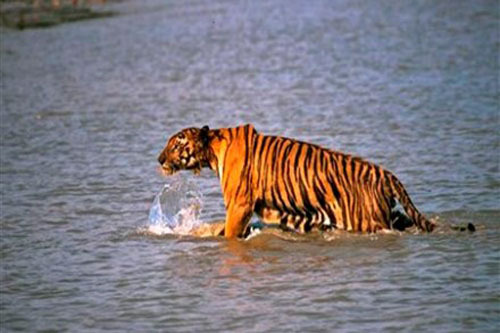 Con trai bất lực nhìn hổ lao lên thuyền vồ cha