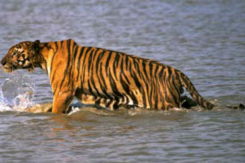 Hổ nhảy lên thuyền vồ người, kéo xác vào đầm lầy