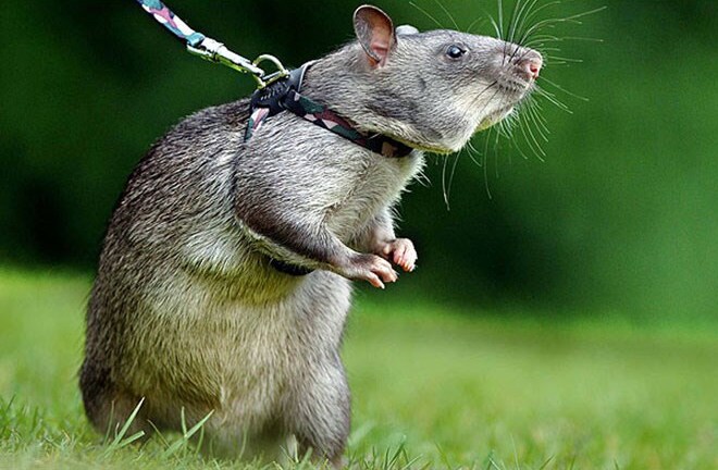 Bị bắt vì tội bạo hành... chuột