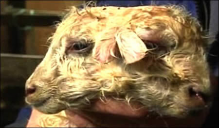 10 “quái vật” hai đầu kỳ dị trên thế giới