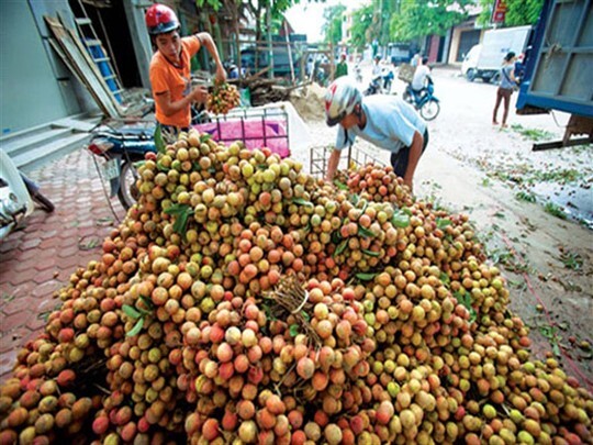 Xuất 10 tấn vải thiều sang Nhật Bản làm mẫu