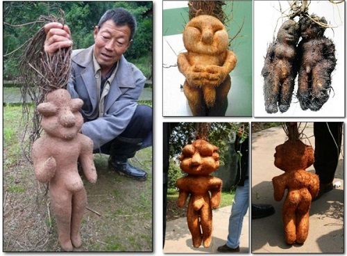 Những thực vật kỳ dị nhất hành tinh