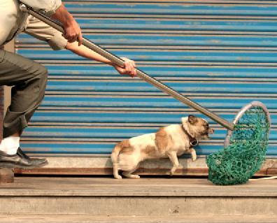 Xuất hiện đường dây trộm chó rồi đòi tiền chuộc