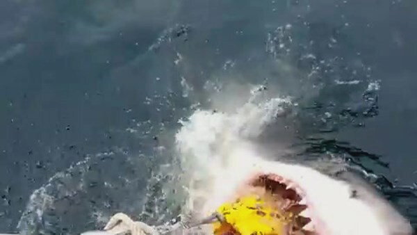 Hãi hùng cảnh cá mập trắng khổng lồ tấn công tàu nhỏ