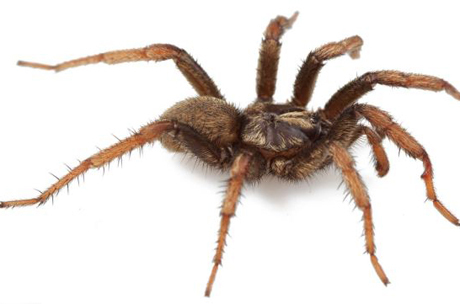 Đốt hơn 1 tỷ đồng để  giết... một con nhện