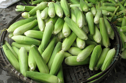 Ngô ủ hóa chất tự chín: Đâu là sự thật?