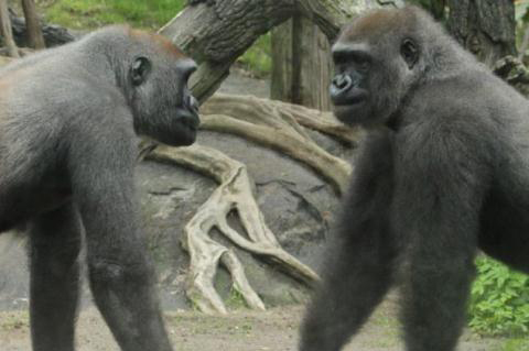 Cận cảnh khỉ đột bất ngờ nổi hứng luyện boxing