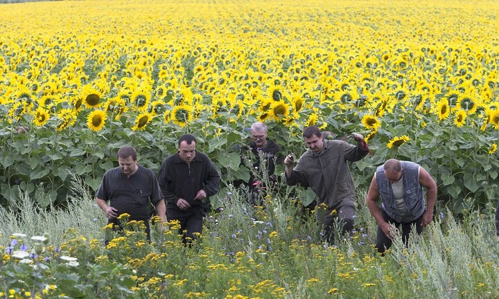 Nhân chứng MH17 kể lại giây phút rơi máy bay kinh hoàng