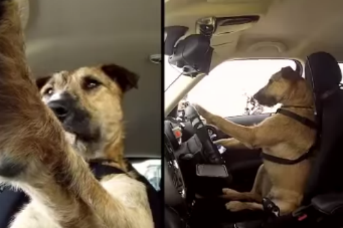 Clip: Ngạc nhiên chó cưng biết lái xe ô tô 