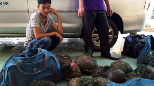 Tạm giữ xe taxi vận chuyển trái phép 20 con tê tê