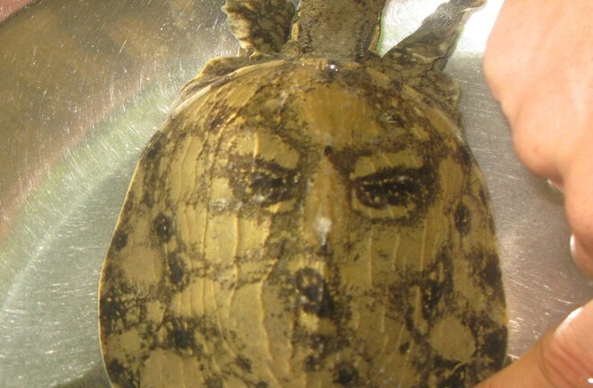 Ba ba hình mặt người được hỏi mua giá 100 triệu