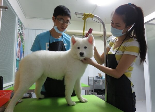 Khách sạn 5 sao dành cho… thú cưng