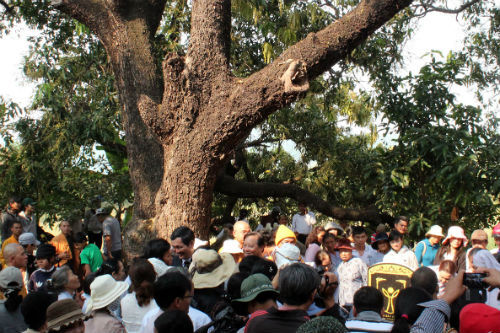 Cây bồ đề gần 200 năm tuổi ở Phú Yên là cây di sản Việt Nam