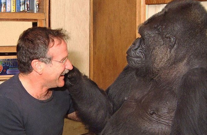 Cô khỉ Gorilla